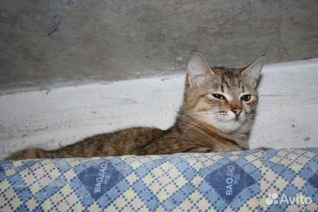 Молодая стерилизованная кошка Молодая стерилизованная кошка