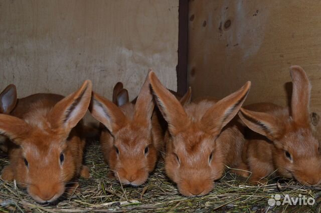 Кролики, чистые линии купить на Зозу.ру - фотография № 2