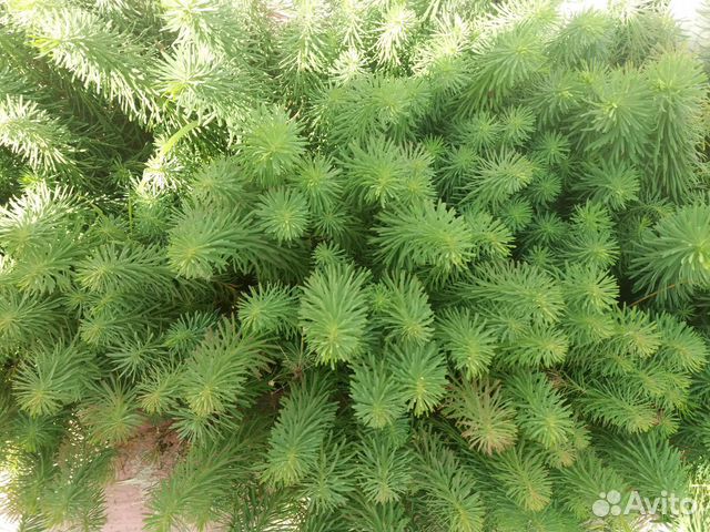 Каны, ромашки, ирисы, пионы