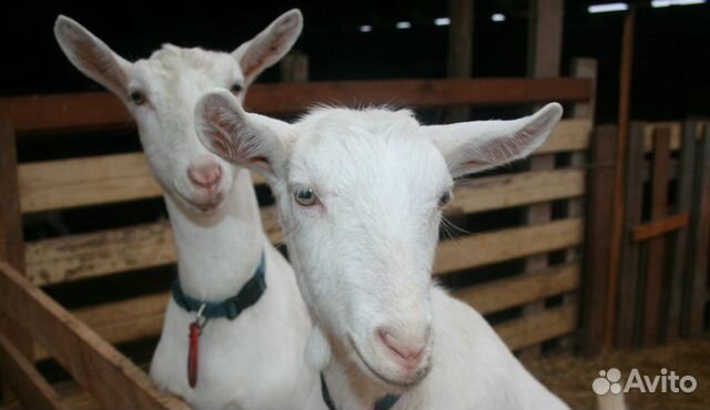 Продается молочная коза зааненской породы,комолая купить на Зозу.ру - фотография № 1