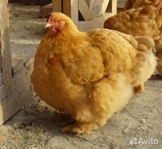 Инкубационное яйцо куриное, уток, гусей, перепелок купить на Зозу.ру - фотография № 3