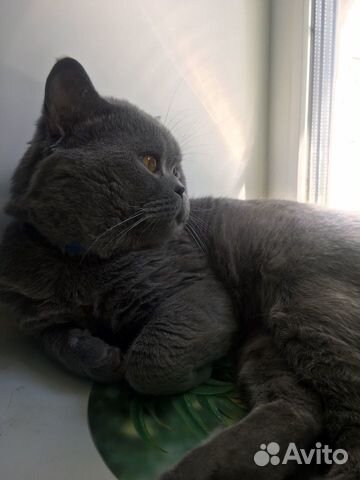 Вязка с британским котом
