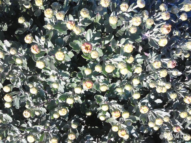 Хризантема бордюрная многолетняя