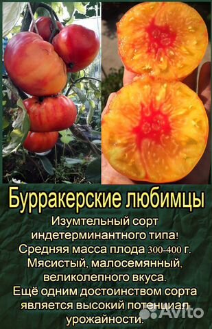Томаты Любимец Отзывы Фото