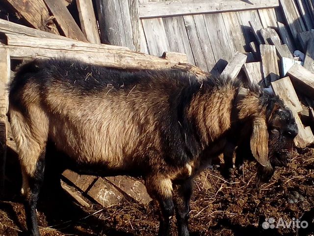 Молодой козел нубиец 15 Т.Р купить на Зозу.ру - фотография № 8