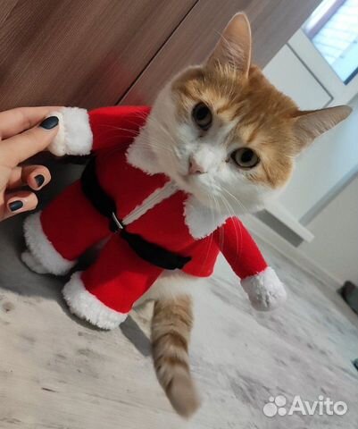 Новогодний Костюм Для Кота