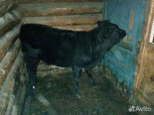 Корова тёлочка купить на Зозу.ру - фотография № 2