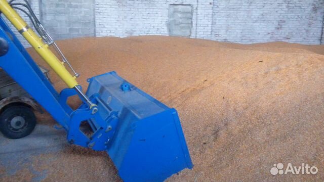 Кукуруза на зерно купить на Зозу.ру - фотография № 3