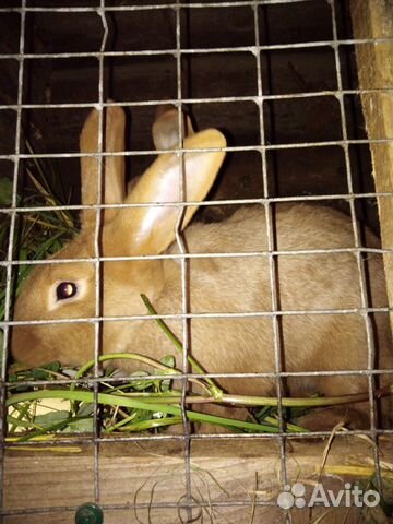 Кролики красные новозеландские (нзк) купить на Зозу.ру - фотография № 1