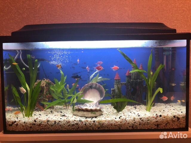 Продам новый аквариум с рыбками купить на Зозу.ру - фотография № 2