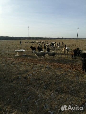 Бараны, овцы, ягнята, баранина купить на Зозу.ру - фотография № 1