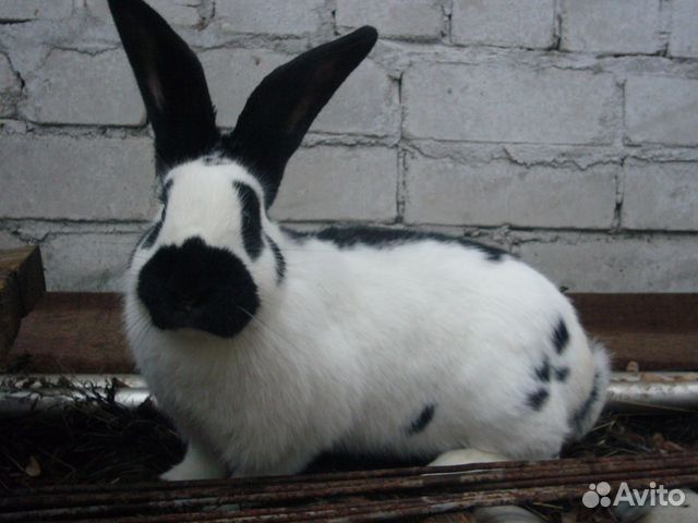 Купить Кроликов В Калужской Области Для Разведения