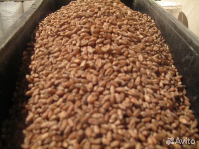Кукуруза зерно купить на Зозу.ру - фотография № 3