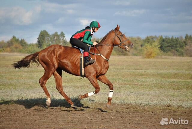 Продаю лошадей купить на Зозу.ру - фотография № 2