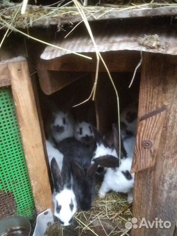 Молодые кролики, разной породы купить на Зозу.ру - фотография № 3