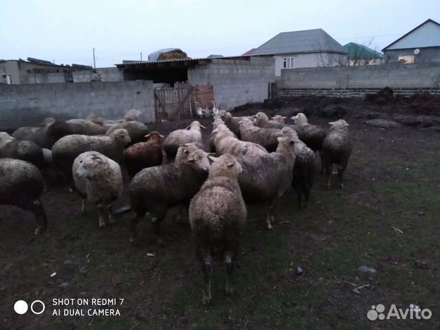 Овце матки купить на Зозу.ру - фотография № 3