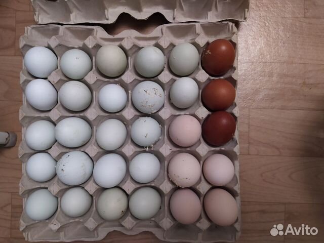 Яйцо мараны, легбары, фавероли, лзс купить на Зозу.ру - фотография № 2