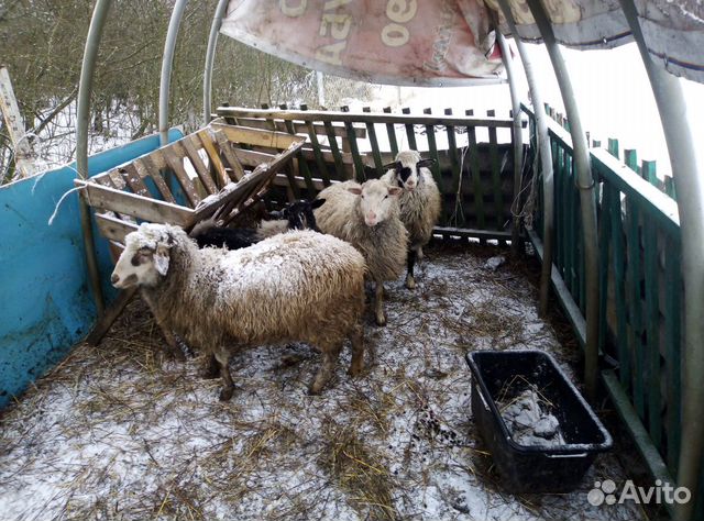 Поросята и свиноматка, овцы игуси купить на Зозу.ру - фотография № 3