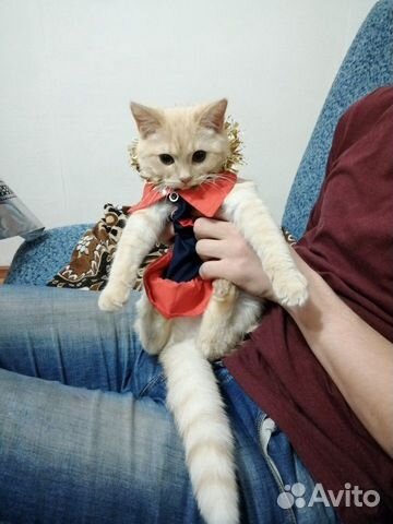 Отдам котёнка