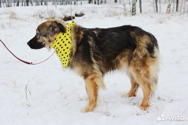 Шикарная собака Шерри в дар купить на Зозу.ру - фотография № 4