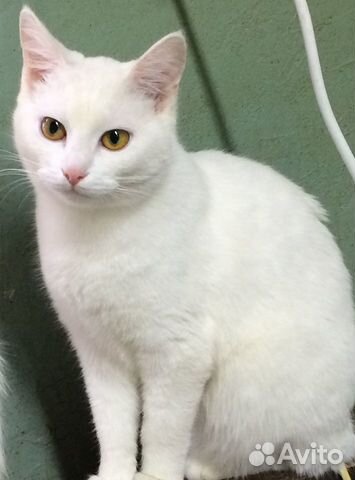 Белая кошка котенок купить на Зозу.ру - фотография № 1