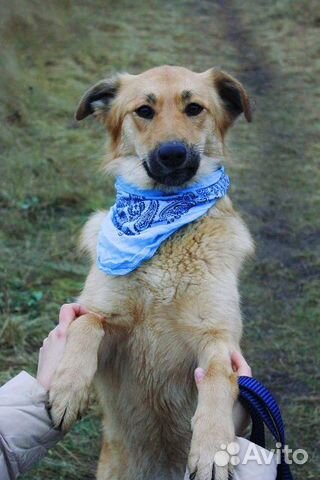 Веселая собака в дар купить на Зозу.ру - фотография № 10