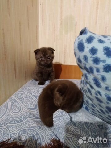 Милые котики купить на Зозу.ру - фотография № 3