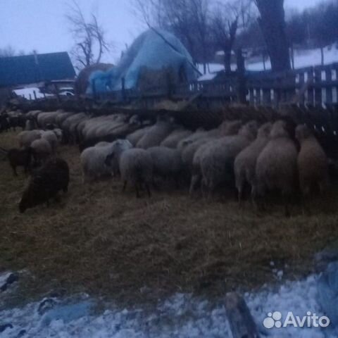 Прадаю овец купить на Зозу.ру - фотография № 2