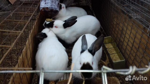 Кролики молодняк купить на Зозу.ру - фотография № 1