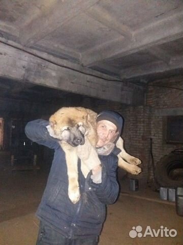 Подрощий щенок 4 месяца купить на Зозу.ру - фотография № 1