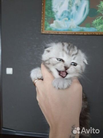 Продам мраморного веслоухого котенка купить на Зозу.ру - фотография № 2