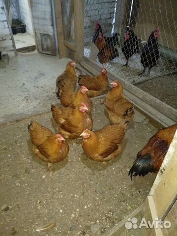 Суточные цыплята и инкуб. яйцо тяжелых мясных кур купить на Зозу.ру - фотография № 2