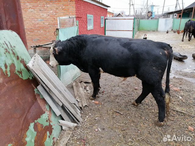 Купить Быков Живым Весом В Орловской Области