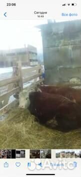 Коровы мясной породы Герфорд купить на Зозу.ру - фотография № 3
