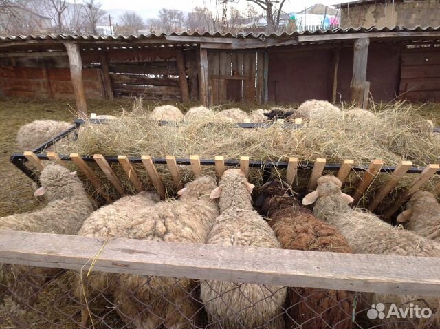 Кормушки для овец купить на Зозу.ру - фотография № 1