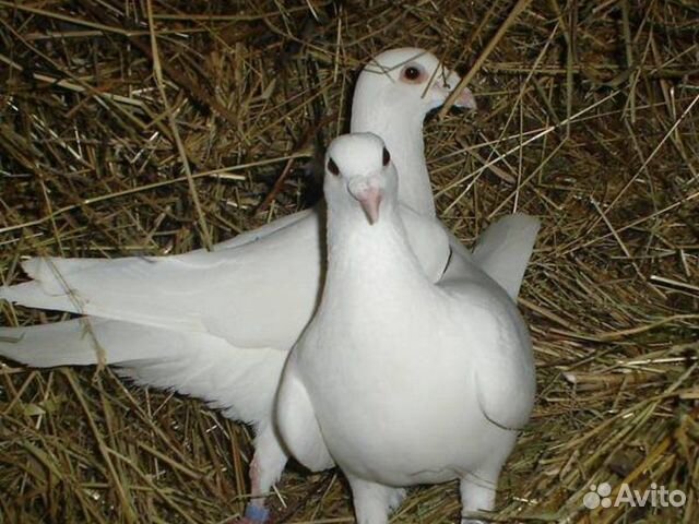 Белые голуби на свадьбу купить на Зозу.ру - фотография № 2