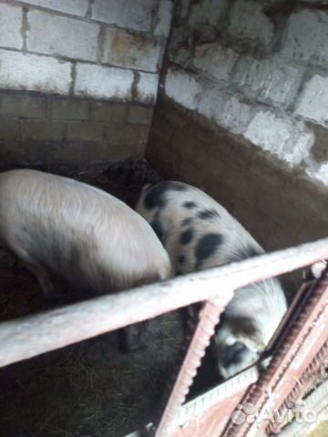 Свиньи на мясо, свинина купить на Зозу.ру - фотография № 2