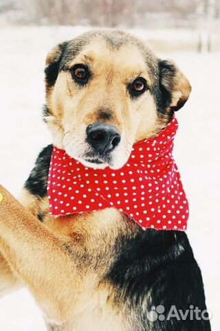 Собака Стенли Брамс в добрые руки бесплатно купить на Зозу.ру - фотография № 1