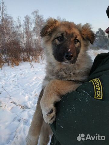 Отличный щенок на охрану купить на Зозу.ру - фотография № 3