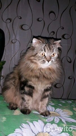 Шотландская кошка Шотландская кошка