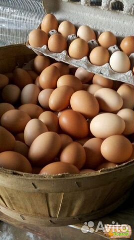 Инкубационное яйцо колумбийской брамы купить на Зозу.ру - фотография № 1