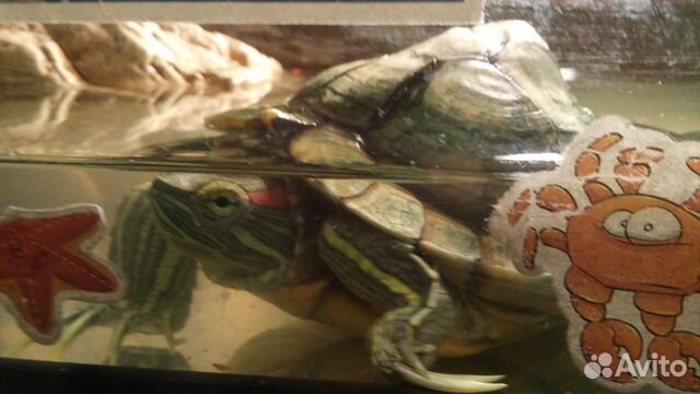 Черепаха с аквариумом, бережком и нагревателем купить на Зозу.ру - фотография № 2