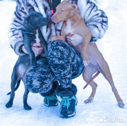 Чистопородные щенки Питбультерьера купить на Зозу.ру - фотография № 2