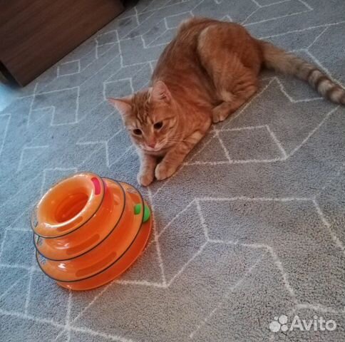 Интеллектуальная игрушка для котов/кошек. 3 уровня купить на Зозу.ру - фотография № 1
