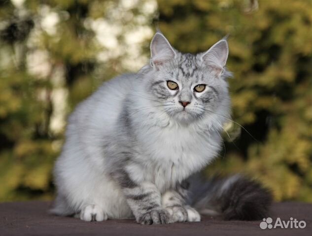 Шикарные Котята Мейн-кун Шикарные Котята Мейн-кун