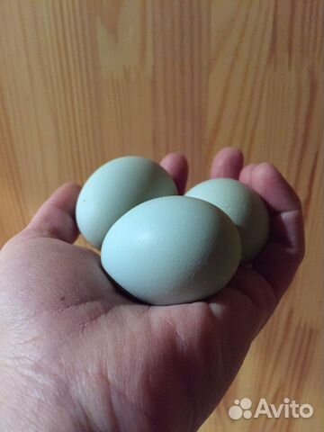 Инкубационное яйцо Араукана(голубое яйцо) купить на Зозу.ру - фотография № 3