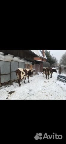 Коровы высокоудойные купить на Зозу.ру - фотография № 4