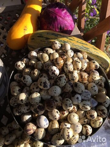 Инкубационное Яйцо перепелов - техасец, феникс,фар купить на Зозу.ру - фотография № 3