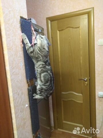 Вязка. шотландский кот купить на Зозу.ру - фотография № 4