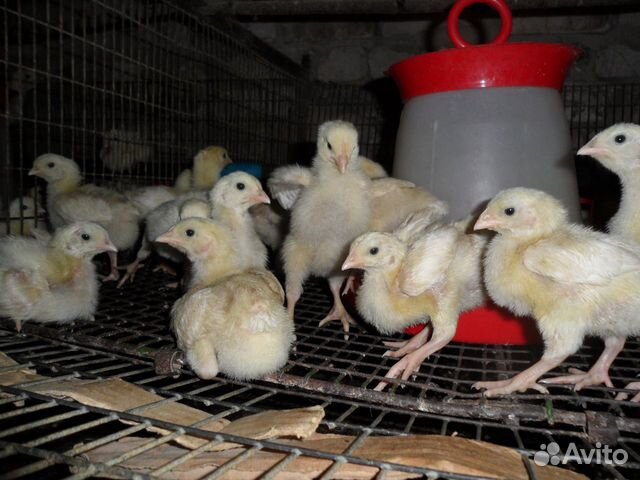 Цыплята бройлерные индюшата инкубационное яйцо купить на Зозу.ру - фотография № 3